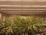 Jaspertronics™  Foldable & Dimmable 660W - 800W Cannabis LED Grow Light - Yield More!